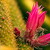poupátka květu kaktusu